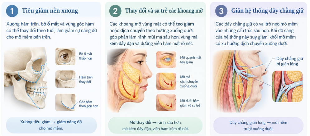Gương mặt có những lớp mô nào?